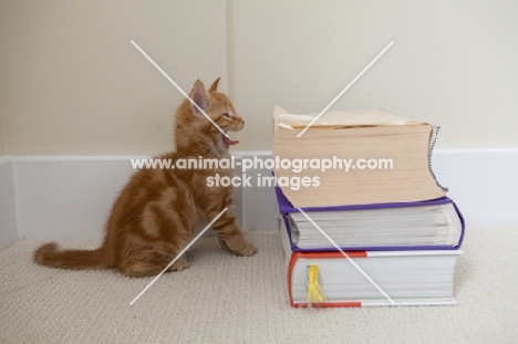tiny ginger kitten yawning next to pile of large books