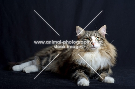 Portrait of international champion Quadzilla's Sirius resting and looking towards camera, studio shot with black background