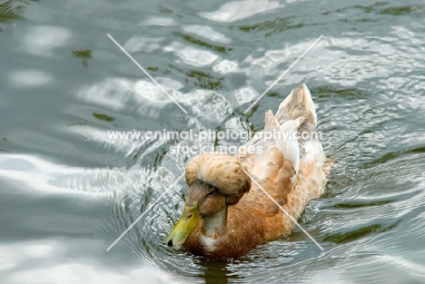 crested duck swimming