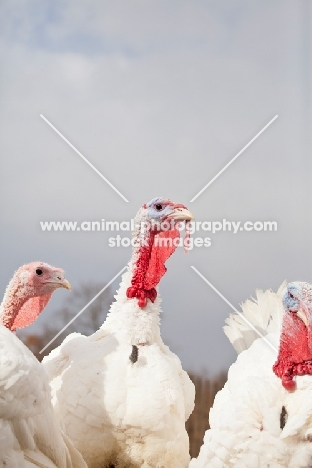 Turkeys