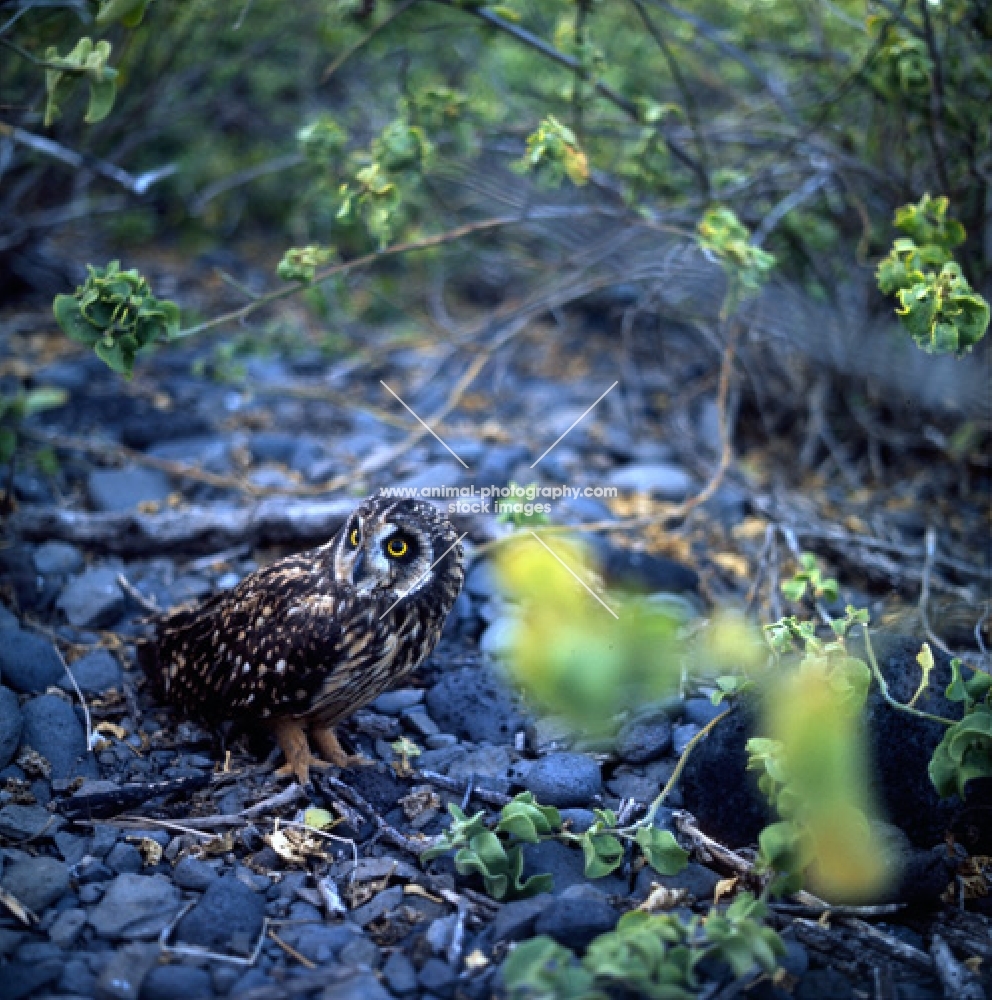 short eared owl on ground, hood island, galapagos islands