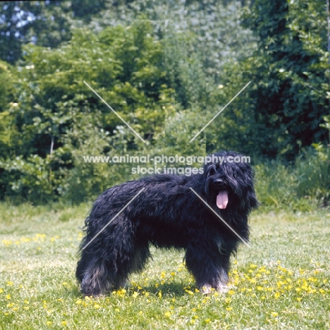 Portuguese Sheepdog (aka Cao da Serra de Aires)