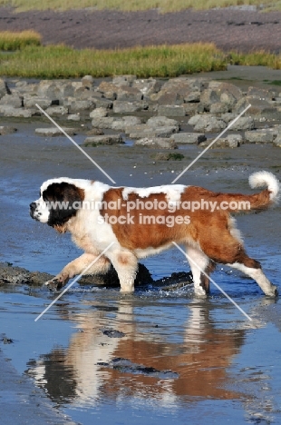 Saint Bernard walking in water