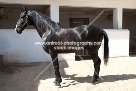 black marwari stallion at Rohet Garh, India