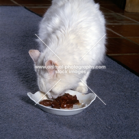 white cat eating liver from a dish