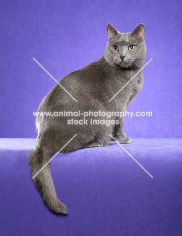 Chartreux Cat on purple background