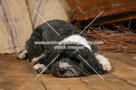 Tibetan Terrier lying on floor