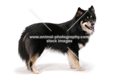 black and cream Finnish Lapphund on white background