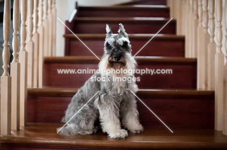 Salt and pepper Miniature Schnauzer sitting on stairs.