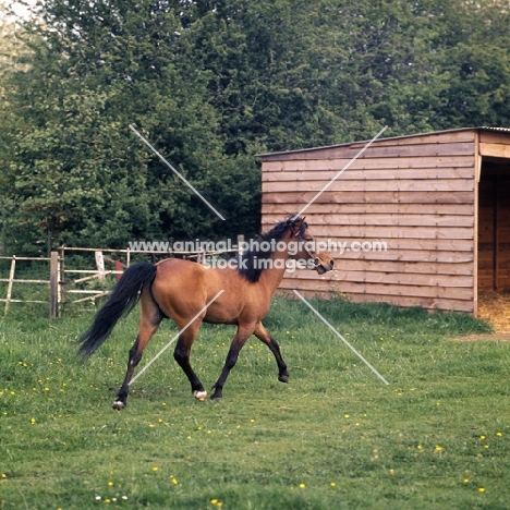 Caspian Pony trotting full body