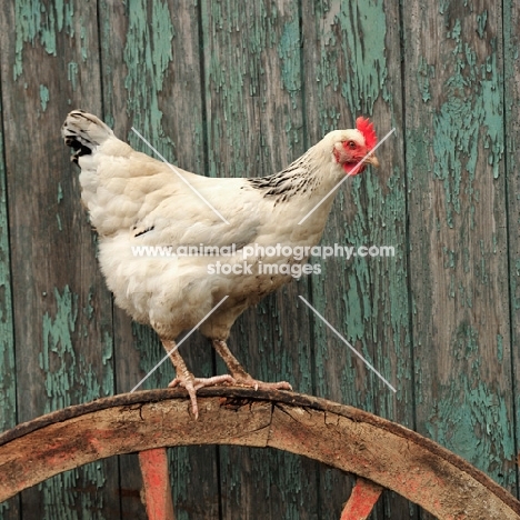 light sussex hen perching on an old cart wheel in a farmyard