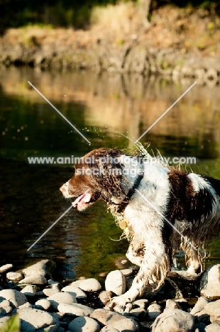 English Springer Spaniel near river