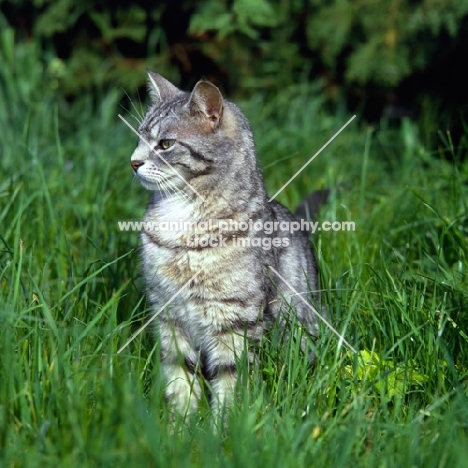 feral x cat, ben, in long grass