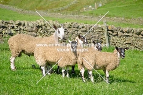 five sheep (Scottish Bluefaced Leicester and Scottish Mule sheep)