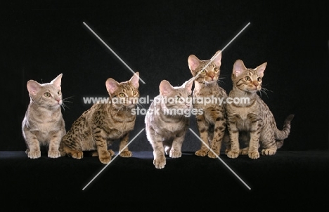 five Ocicat kittens