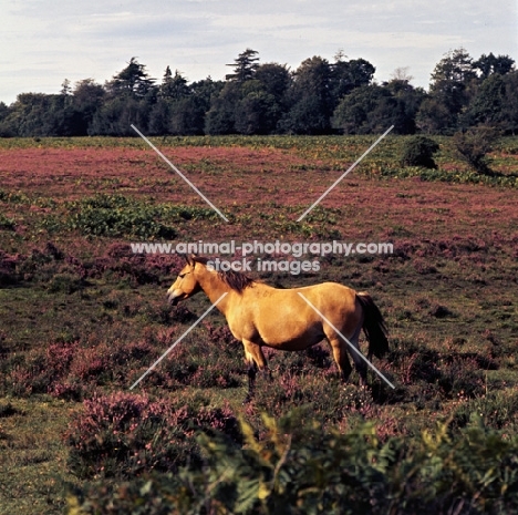 new forest mare in the new forest