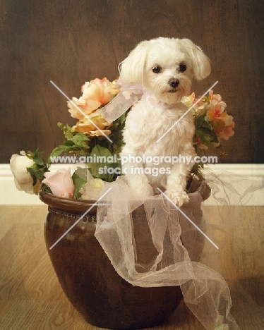 Maltese near flowers in studio