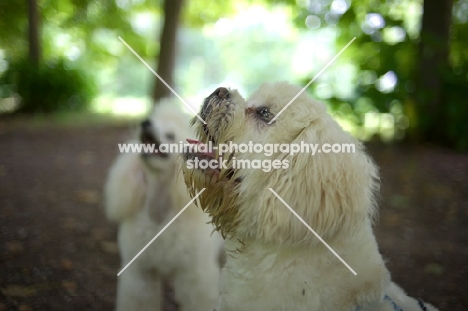 white lhasa apso ando white miniature poodle looking up, forest scenery