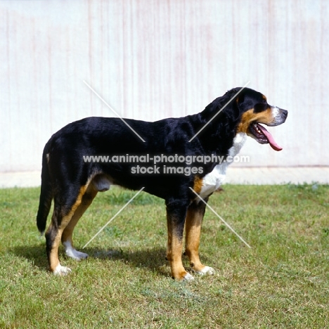 grosser schweizer sennehund side view