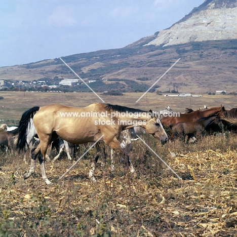 akhal teke mares with arabs in taboon at tersk stud farm