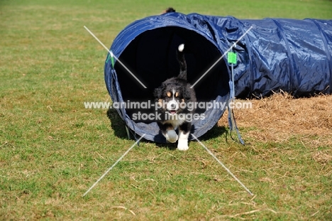 Puppy in agility tunnel