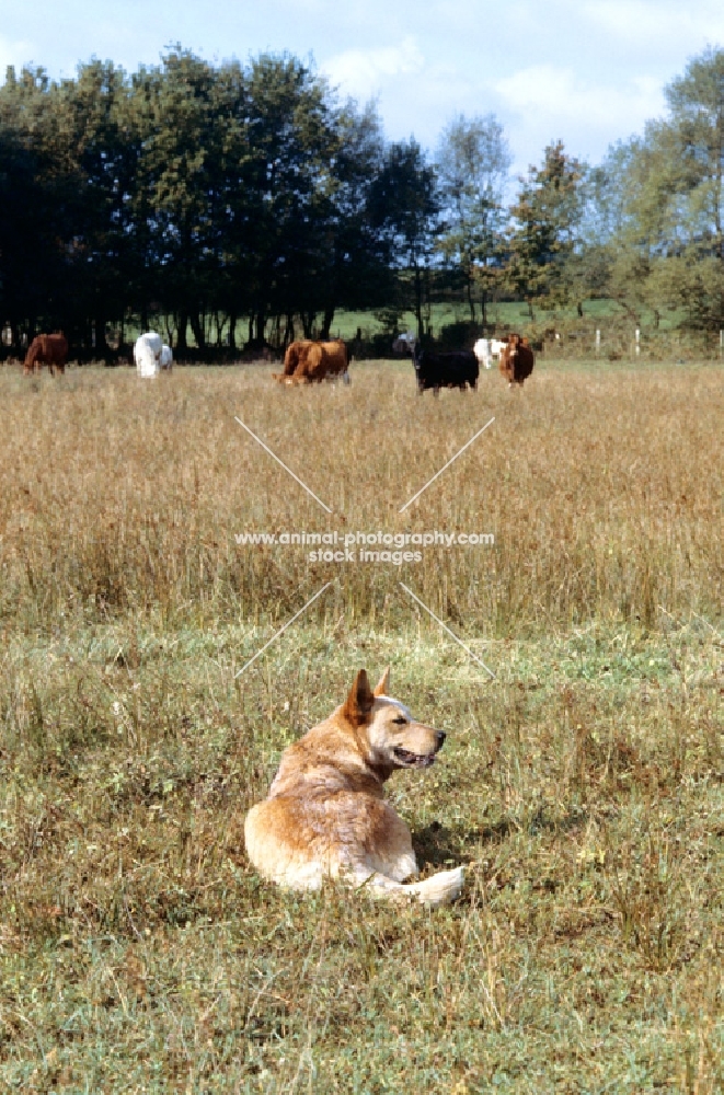 australian cattle dog in field with cattle awaiting command