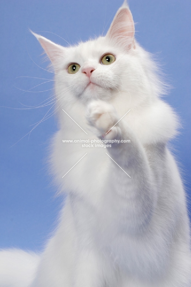 11 month old white Maine Coon, reaching