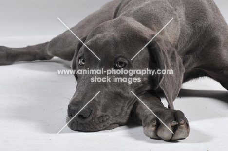 blue Great Dane lying down in studio