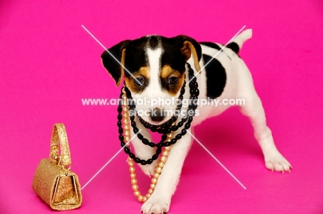 Jack Russell puppy wearing necklaces isolated on a pink background