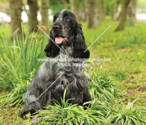 blue roan, English Cocker Spaniel