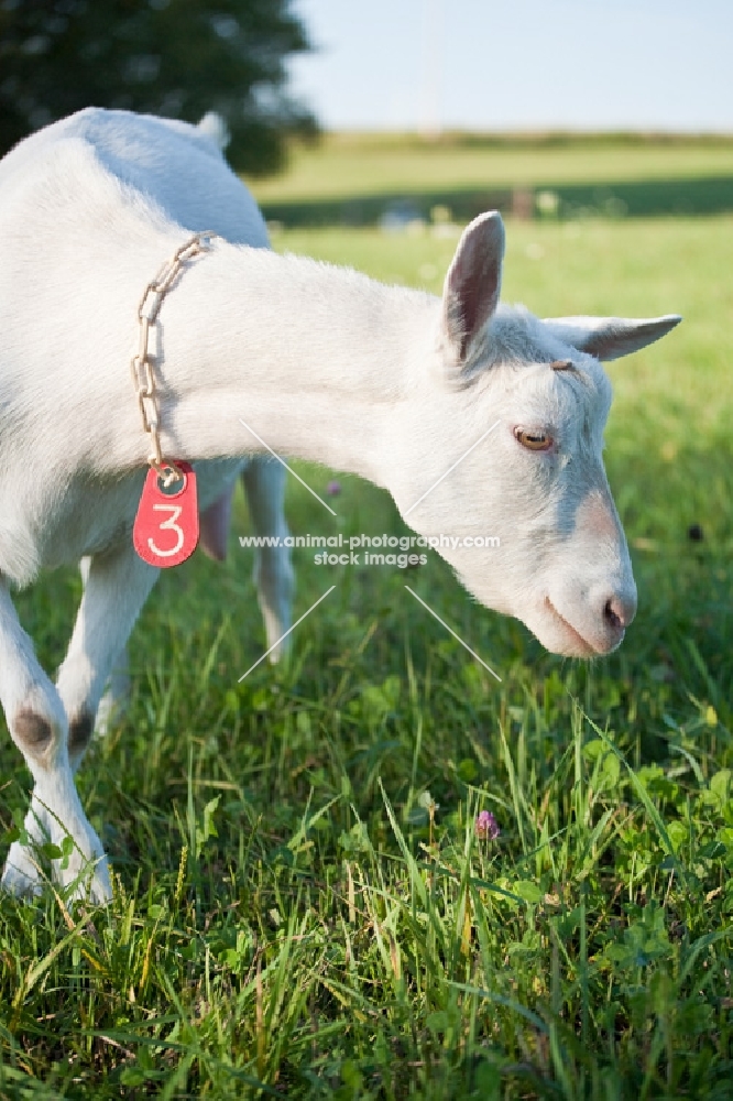 lovely Saanen goat front view in green meadow