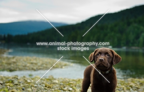 Chocolate Labrador Retriever puppy posing.