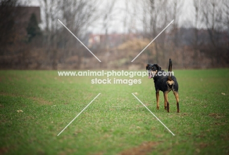 dobermann cross standing in a field and looking back towards owner