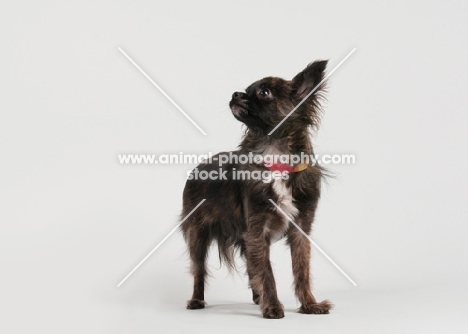 Chihuahua standing on gray studio background.