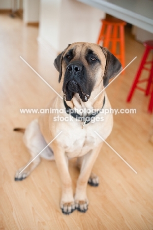 Portrait of Fawn Mastiff.