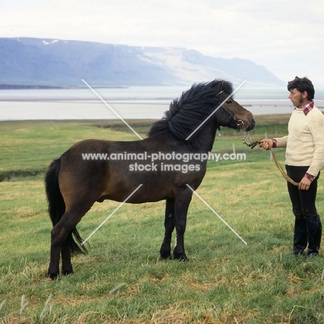 Iceland Horse stallion