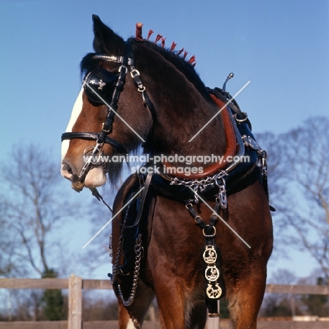 shire horse from courage brewery with brasses