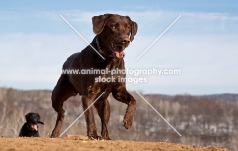 chocolate Labrador walking