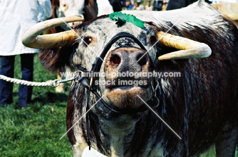 longhorn bull at a show mooing