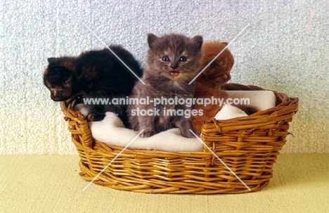 three kittens, blue tortoiseshell, tortoiseshell meowing, red tabby