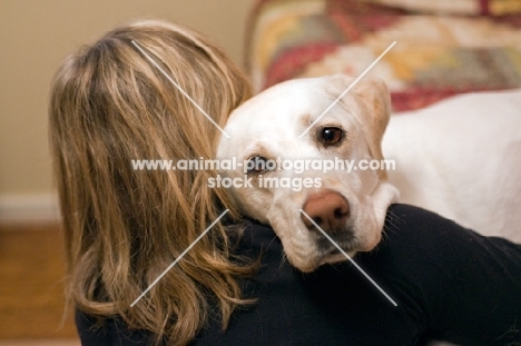 yellow lab hugging woman