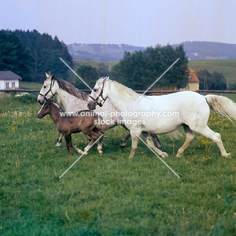 2 lipizzaner mares and a foal at piber