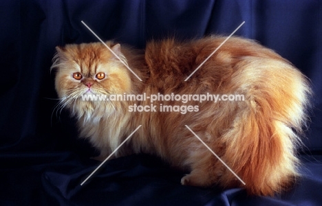 red Persian standing on dark blue background