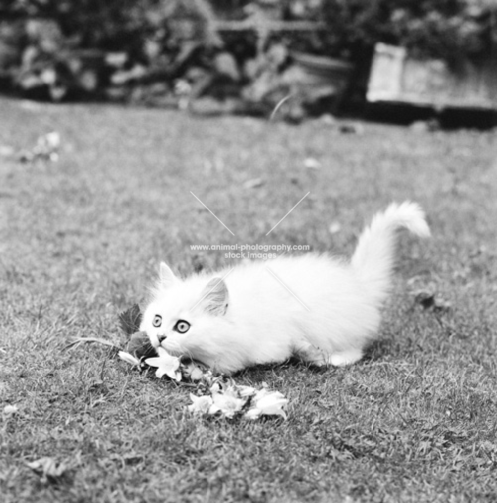 chinchlla cat with flowers