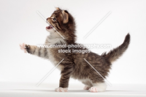 Brown Mackerel Tabby & White Maine Coon kitten, 1 month old, meowing