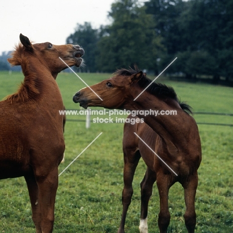 two Wurttemberger foals