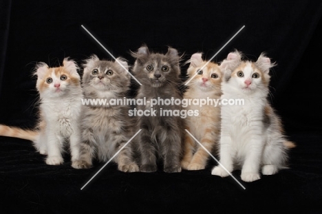 five American Curl kittens in a row