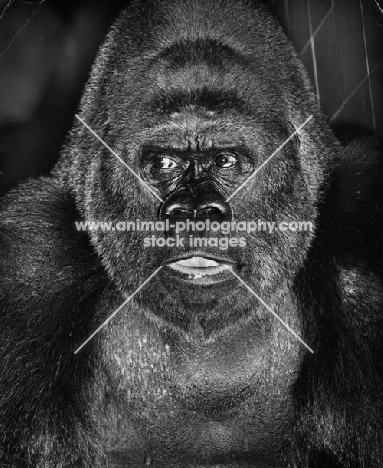 gorilla looking alert