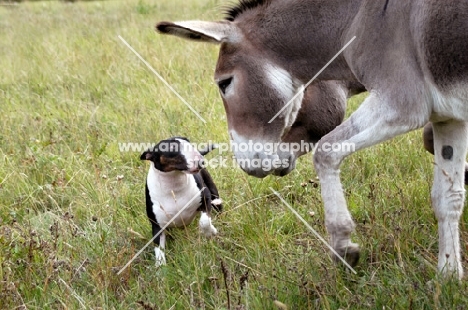 curious bull terrier looking at donkey