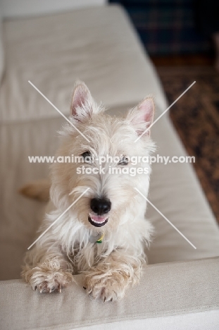 Ungroomed Scottish Terrier puppy on arm of sofa.